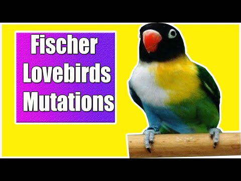 Most Beautiful And Rare Fischer Lovebird Mutations