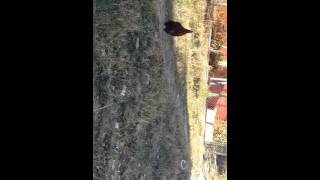 Horozun Kovaladığı Abla Gülmek Garanti