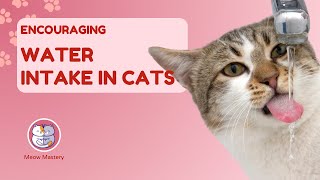 Hydration Hacks: Encouraging Water Intake in Cats by Meow Mastery 6 views 2 months ago 4 minutes, 56 seconds