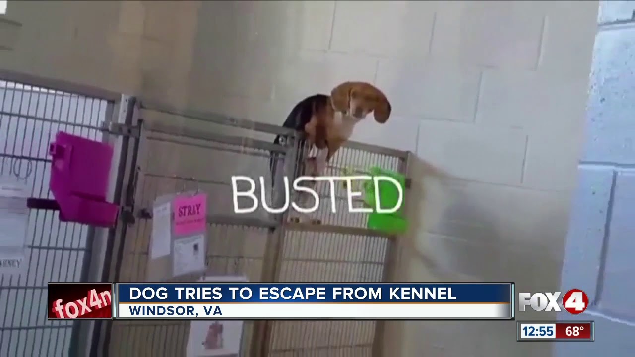 Dog caught on camera breaking out of cage YouTube