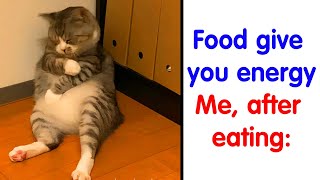 The Best Cat Memes That Will Make Your Day Better - cute cat