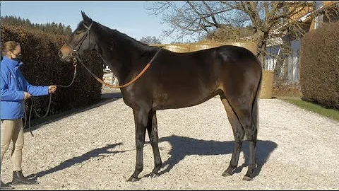 Ronald Rauscher at Arqana December