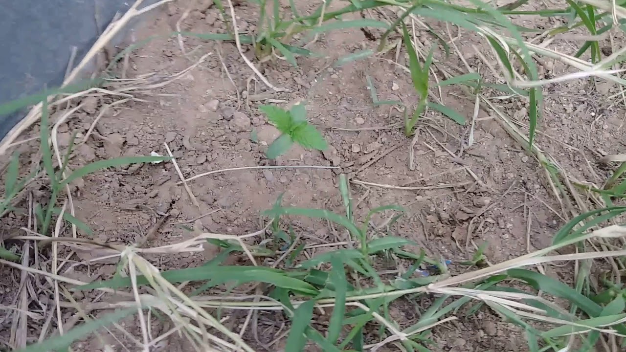 Outdoor Desert Grow