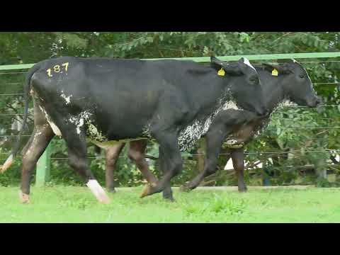 LOTE 187   23º LEILÃO GIROLANDO FAZENDA SANTA LUZIA