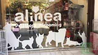 Rekomendasi Petshop lengkap di Jakarta Selatan @Alineapetid by Bang Daus Ali Channel 1,428 views 3 years ago 2 minutes, 3 seconds