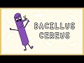 Bacillus cereus Simplified (Morphology, Types, Symptoms, Treatment)
