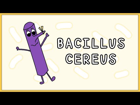 Bacillus cereus Simplified (Morphology, Types, Symptoms, Treatment)