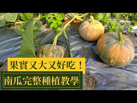 【阿星種植】種出好吃又大的南瓜，完整南瓜種植過程分享