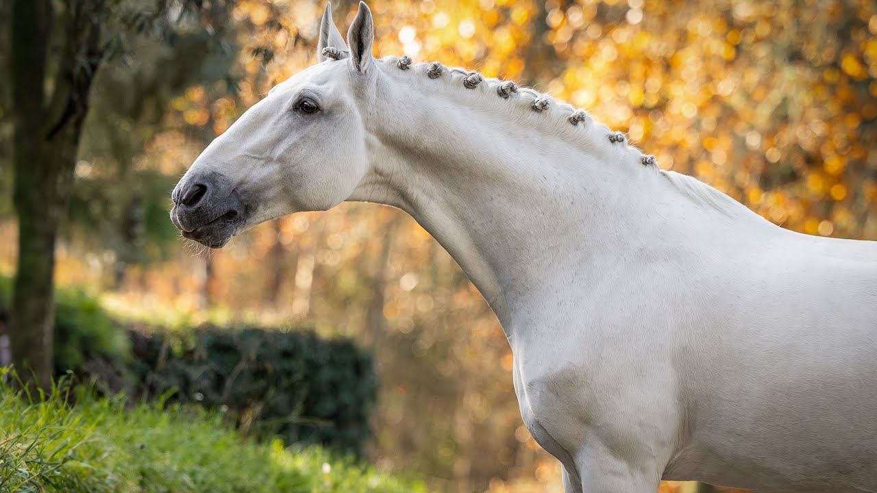 Horse for Sale | Licensed Lusitano Schoolmaster performing at GP level (REF