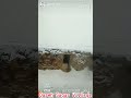 اینچه اینچه بیر کار یاغار ابراهیم تاتلیسس قره سیغیر قره سقر قره صغیر اینچه اینچه بیر کار یاغار ابراهیم تاتلیسس قره سیغیر قره سقر قره صغیر