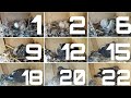 Day To Day pigeon Growth 23 Days progress \