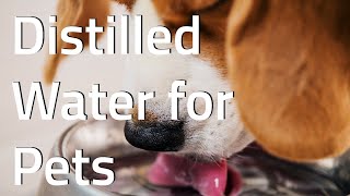 Distilled Water for Dogs, Cats, Birds & Other Pets