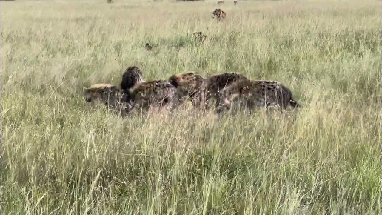 Lions versus Hyenas - YouTube