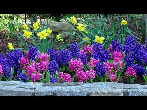 Video: Biological Features Of Tulips