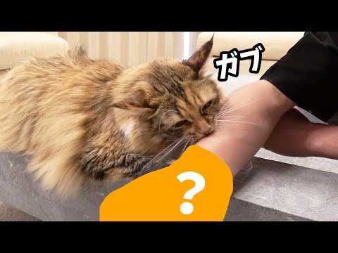 とある物をつけて猫を撫でると攻撃される!?