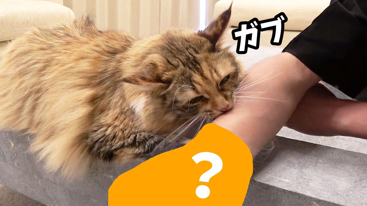 とある物をつけて猫を撫でると攻撃される！？