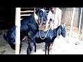 Giant breeders vs big goat ( bakri)। goat meetings। km animals breeding