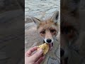 Friendly Fox - Vila Nova de Foz Côa/Portugal #2