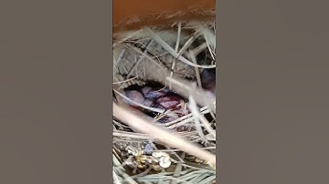 Java Sparrow Breeding Progress 🤩|| #shorts #javasparrow #budgies #breedingprogress #top #viral #cute