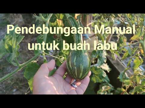 Pendebungaan Labu secara manual - manual pollination for pumpkin.