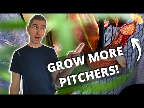 Video: Cara Mendapatkan Pitcher Di Tanaman Pitcher - Alasan Pabrik Pitcher Tidak Membuat Pitcher