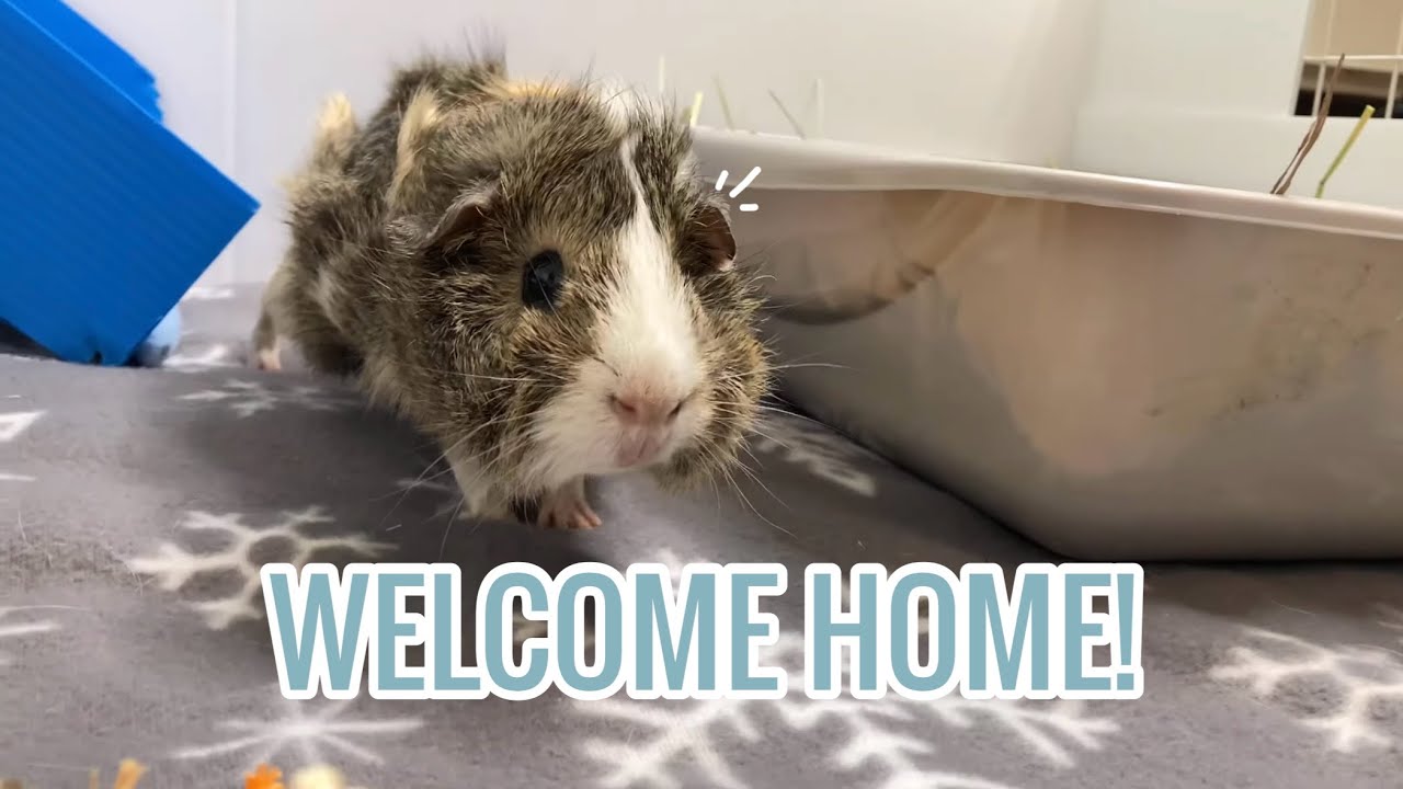 Bringing your Guinea Pigs Home for the First Time What to Expect