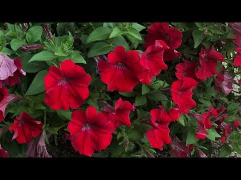 گل مریم سر راه تو پرپر کردم