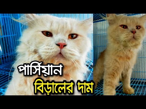 ভিডিও: উশর জাতের একটি বিড়ালছানাটির দাম কত?