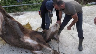 Kurban Kesi̇mleri̇ 2023 Mercanoğlu Çi̇ftli̇ği̇