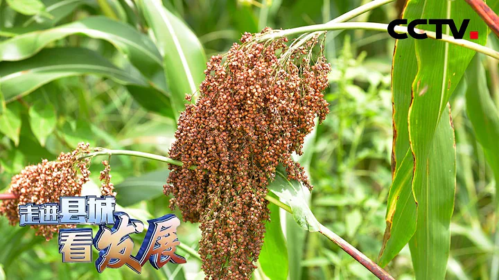30多萬畝仁懷特有的酒用高粱抽穗揚花 豐收在望 | CCTV「走進縣城看發展」 - 天天要聞