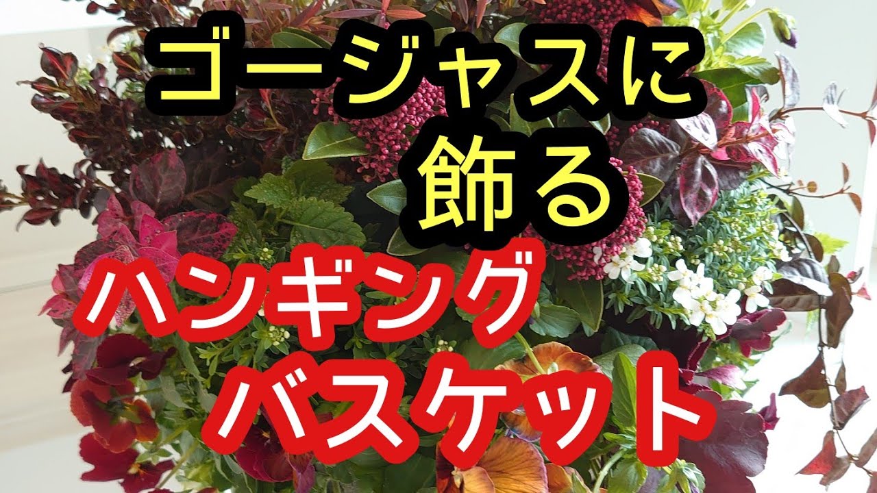 寒い冬を華やかに彩るスキミアを使った豪華な ハンギングバスケット おうち時間をさらに素敵にレベルアップさせてみませんか Youtube