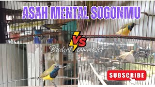 ASAH MENTAL SOGONMU DENGAN SUARA SOGON TARUNG,PANCINGAN SOGOK ONTONG AGAR CEPAT GACOR NGOBRA