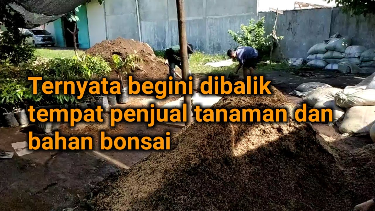 Tempat penjual  tanaman dan bahan bonsai  murah YouTube