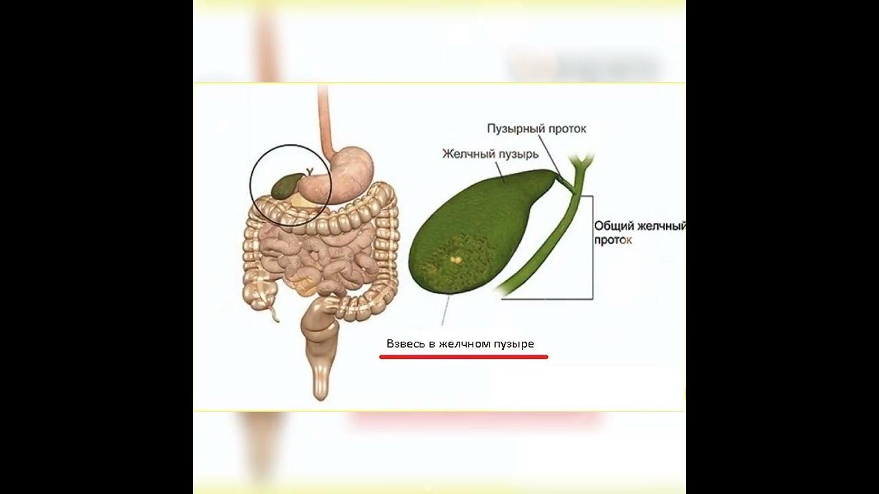 Чалдар сексуалды