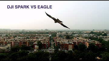 Dji Spark vs Eagles- sport mode in action