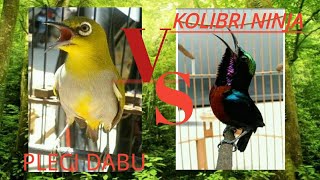 PLECI VS KOLIBRI