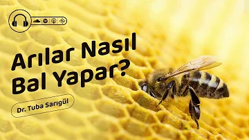 Arılar Nasıl Bal Yapar?