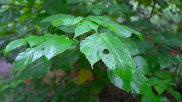 Relaxing Sound of Rain and Wind in Forest 1 Hour / Rain Drops Falling From Trees with Wind