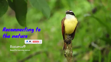 Spectacular Bird sounds - Amazing Morning Bird Song - Birds chirping