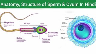 Anatomy & Physiology Structure Function of Sperm & Ovum Hindi | Anatomy Physiology of Sperm & Ovum