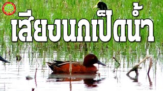 นกเป็ดน้ำ นกเป็ดแดง เสียงนกเป็ดน้ำ ชัด100% เสียงนกเป็ดต่อกลางคืน ได้ผล100% เสียงนกเป็ดใหม่ล่าสุด screenshot 2