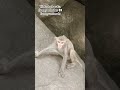 #trikut #phar #ka #kuch #funny #animals #funny #monkey #trending #shorts #video 😁😁