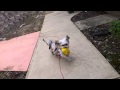 Morkie Dog Training | San Jose Dog Trainer 408-455-1503 Morkie Dog Training | San Jose Dog Trainer 408-455-1503