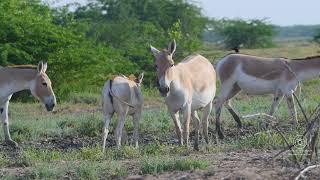 Rare Encounter: Indian Wild Ass and Adorable Foal Feeding Moments #wildlife #wildlifeanimals #nature