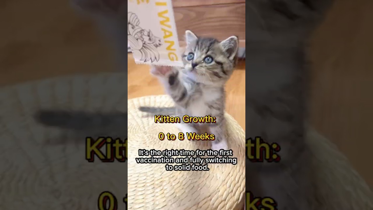 【Must Know】Kitten Growth Stages from Birth to 2 Months | Weight & Behavior Guide 
