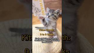 【Must Know】Kitten Growth Stages from Birth to 2 Months | Weight & Behavior Guide #KittenGrowth