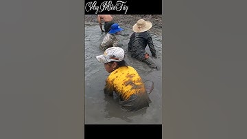 Bắt Cá Lóc Miền Tây - Nuôi Tôm Toàn Ra Cá