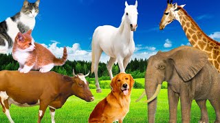 Sounds of wild animals, familiar animals: Elephants, dogs, horses, cows, cats  Part 11