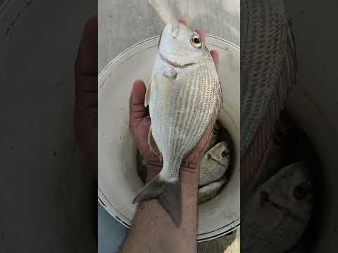 حصيل لمدة ساعة احجام ابو نص كيلو