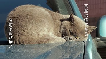 映画 吾輩は猫である 予告編
